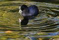 coot_2510106278