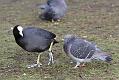 coot_pigeon_1001117025