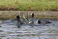 coots_0401115364
