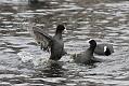coots_0501115636