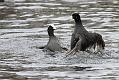 coots_0501115646