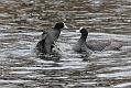 coots_0501115679