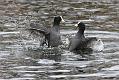 coots_0501115680