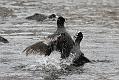 coots_0501115697