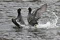 coots_0501115733