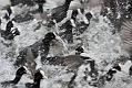 coots_1401117658