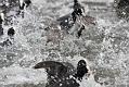 coots_1401117659