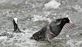 coots_1401117661