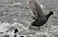 coots_1401117662