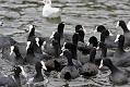 coots_1401117667