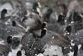 coots_1401117670