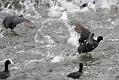 coots_1401117684