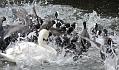 coots_1401117700