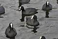 coots_1511108962