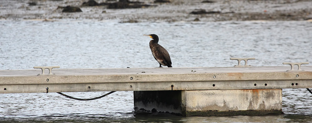 cormorant_2512091489.jpg