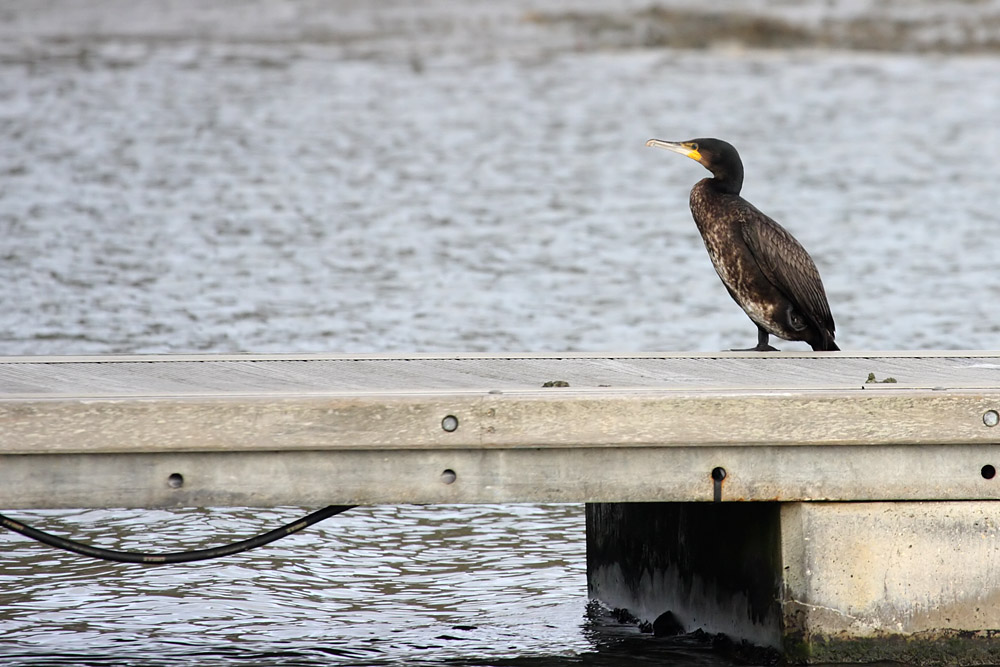 cormorant_2512091508.jpg