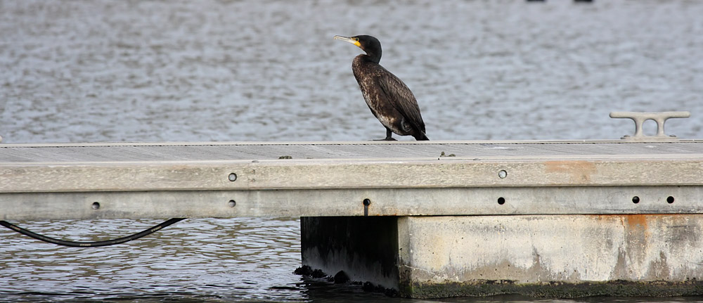 cormorant_2512091519.jpg