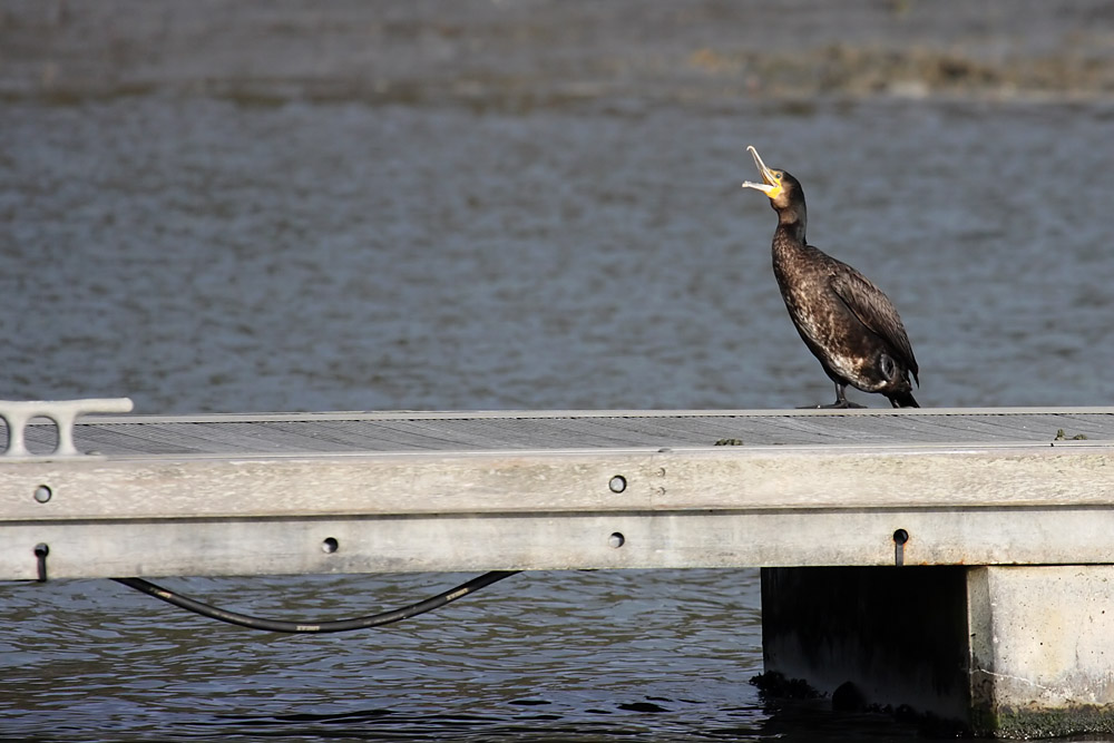 cormorant_2512091556.jpg