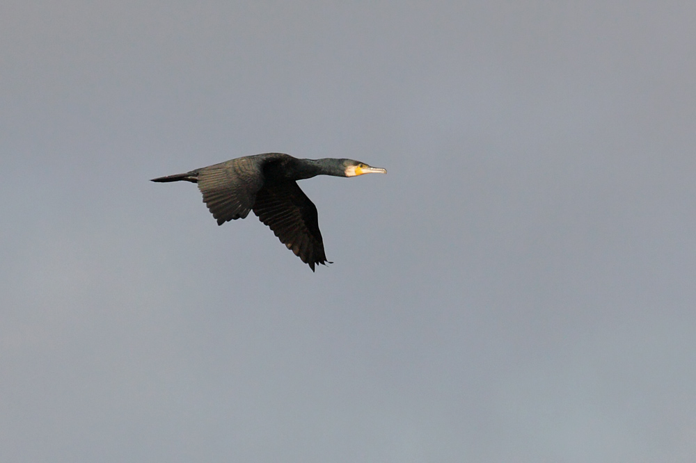 cormorant_2512091584.jpg