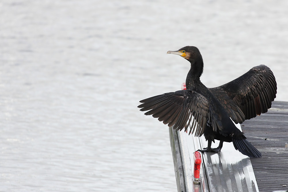 cormorant_2612095784.jpg