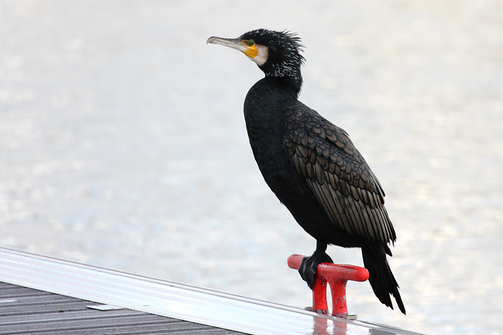 cormorant_2612095796.jpg