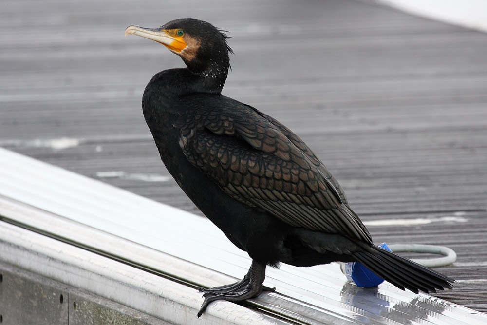 cormorant_2612095817.jpg