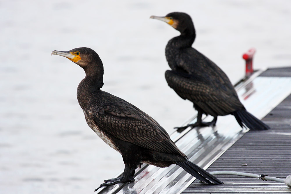 cormorant_2612095834.jpg