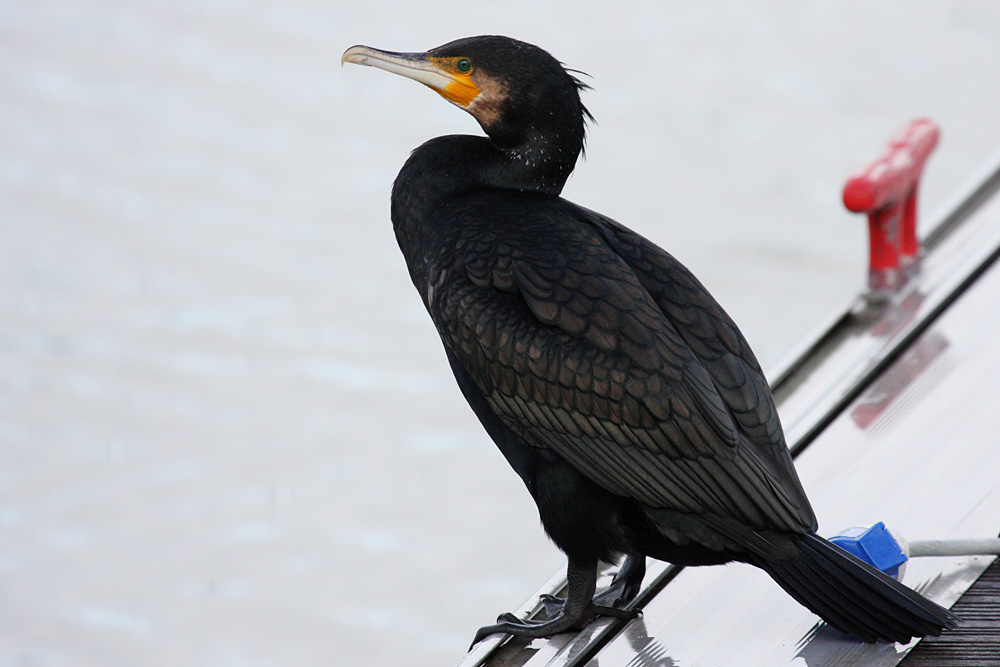 cormorant_2612095844.jpg