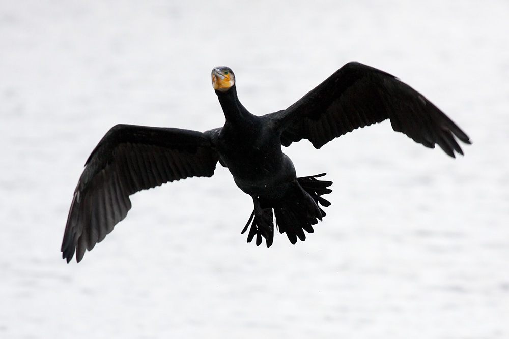 cormorant_2612095847.jpg