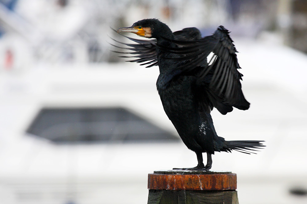 cormorant_2612095868.jpg