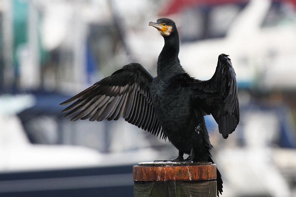 cormorant_2612095878.jpg