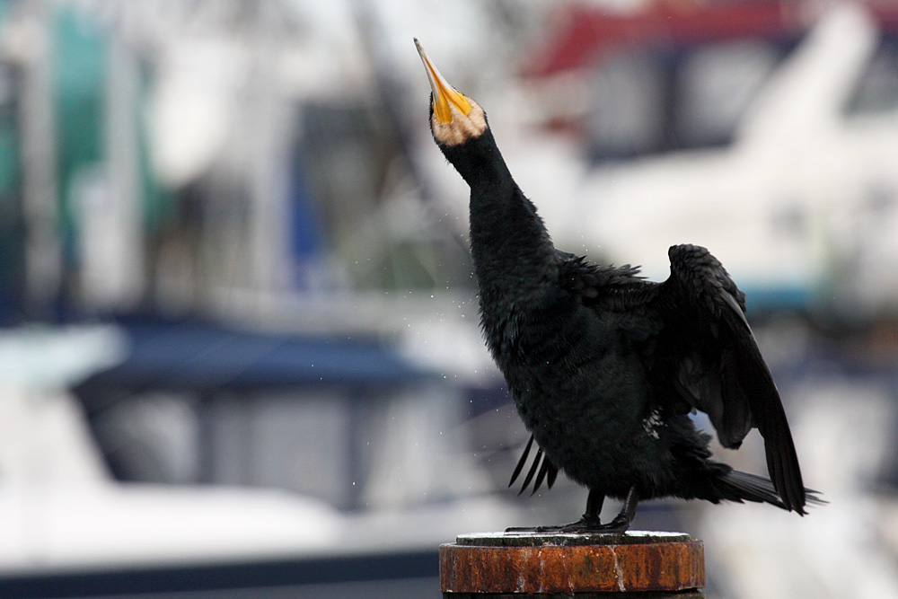 cormorant_2612095886.jpg