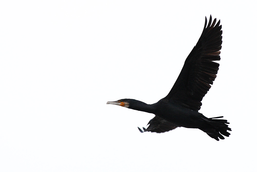 cormorant_2612095918.jpg