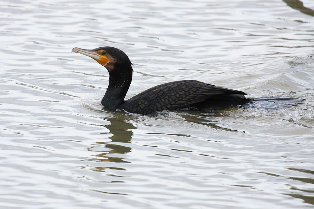 cormorant_2612095938.jpg