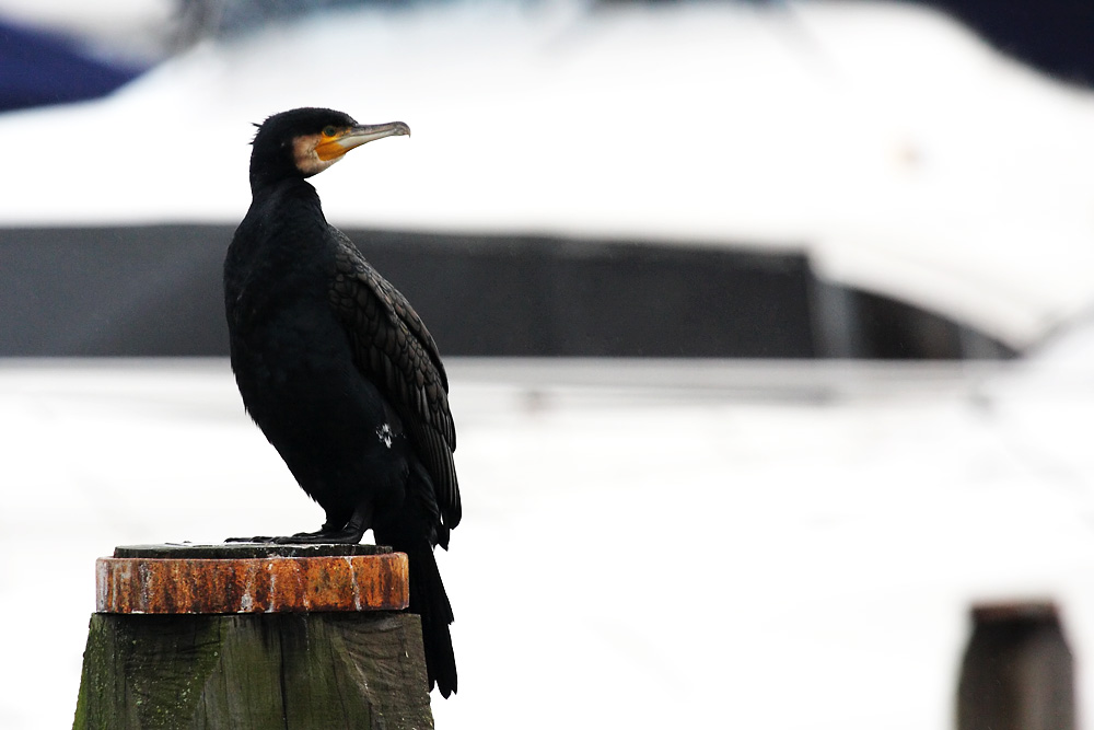 cormorant_2612096044.jpg