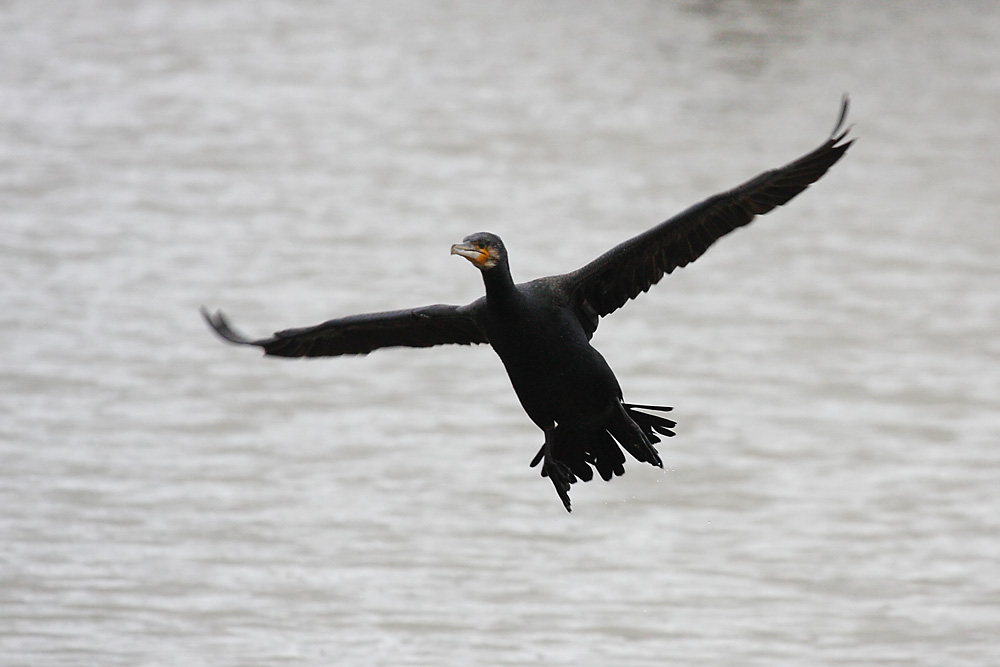 cormorant_2612096053.jpg