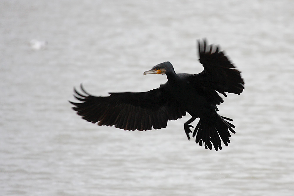 cormorant_2612096056.jpg