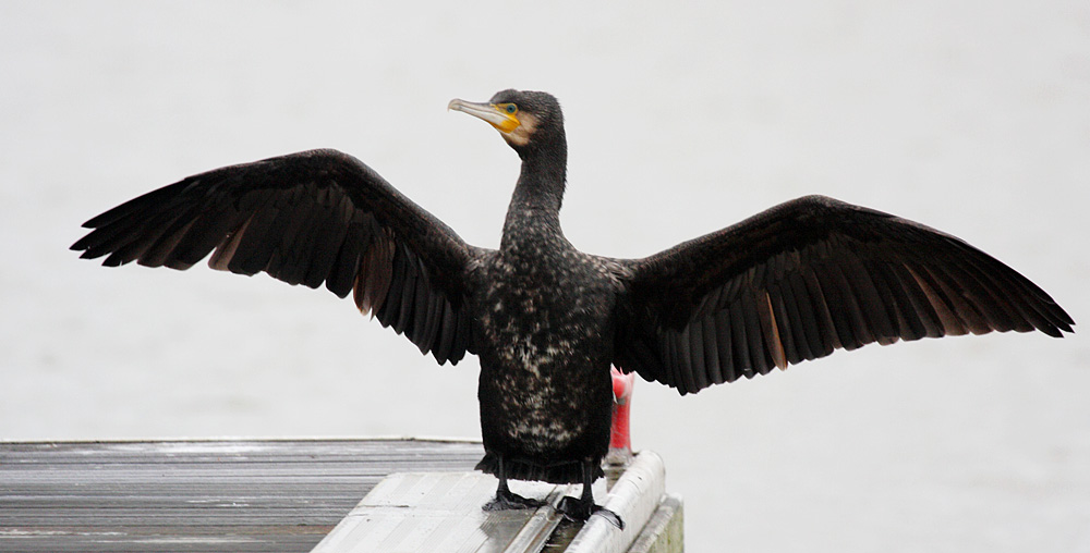 cormorant_2612096086.jpg