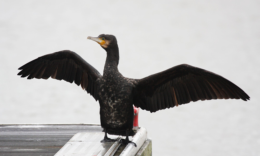 cormorant_2612096087.jpg
