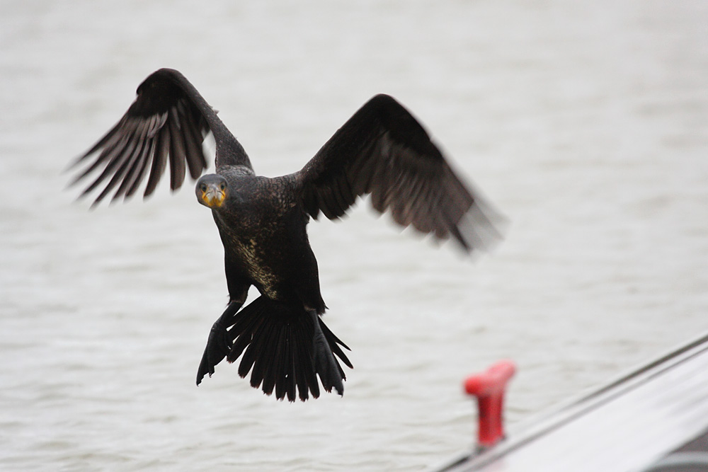 cormorant_2612096104.jpg