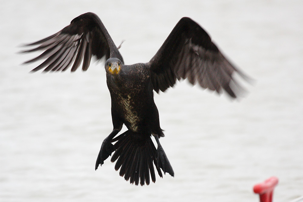 cormorant_2612096105.jpg