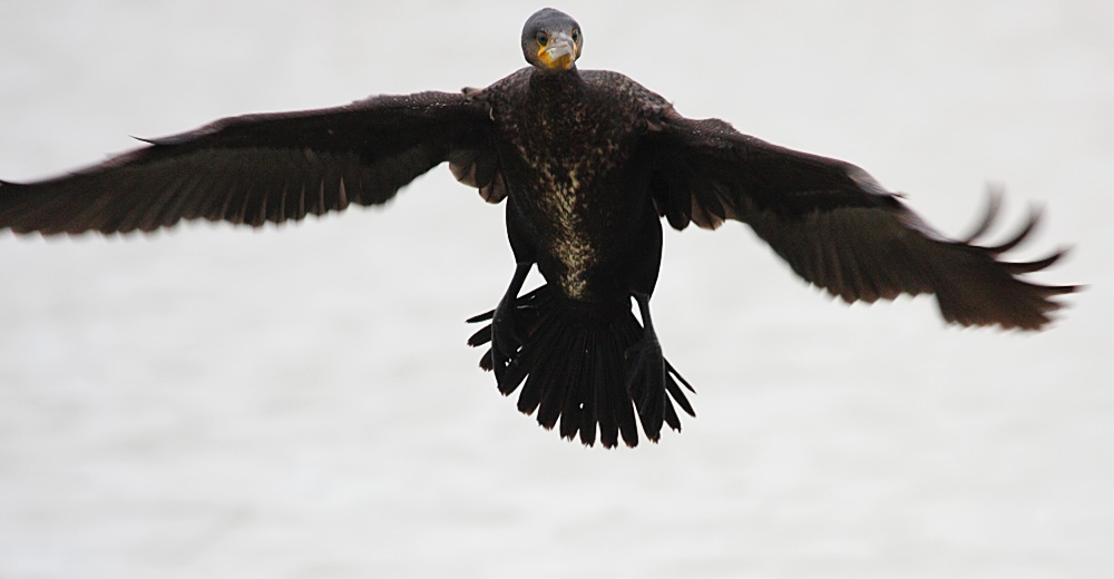 cormorant_2612096107.jpg