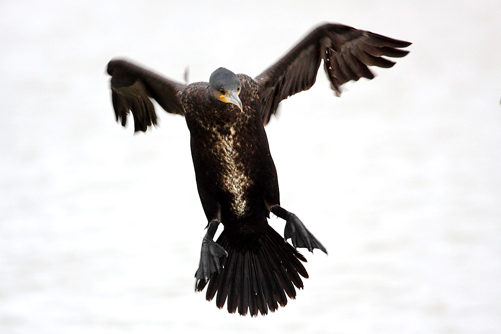 cormorant_2612096110.jpg