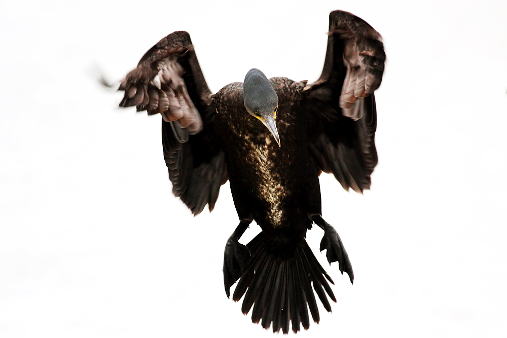 cormorant_2612096111.jpg