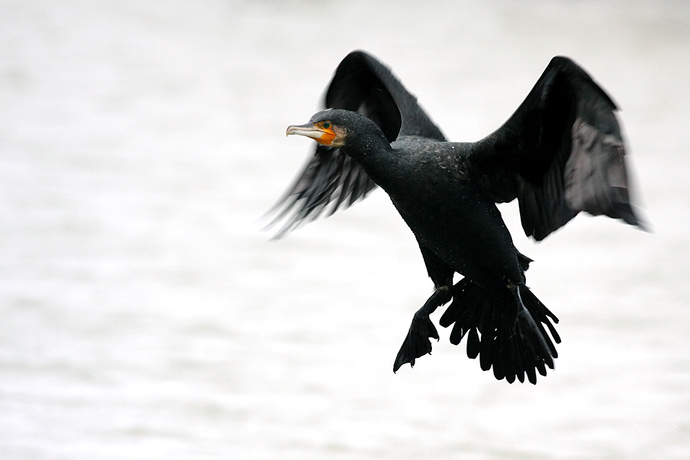 cormorant_2612096117.jpg