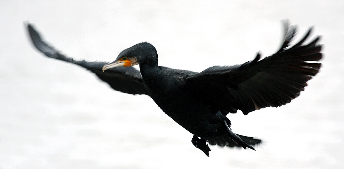 cormorant_2612096121.jpg