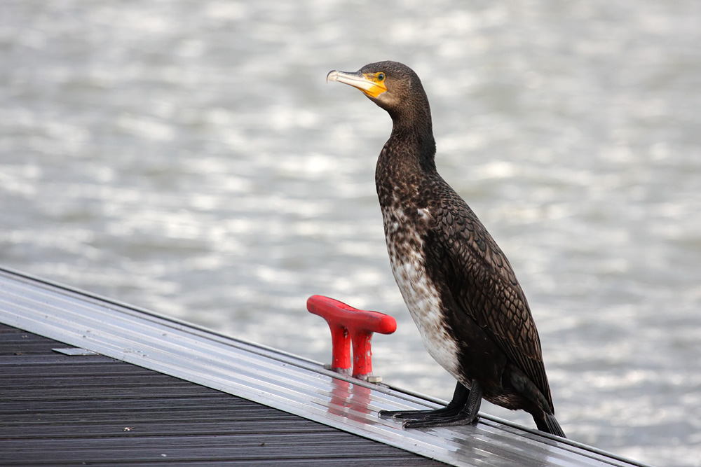 cormorant_2712095483.jpg