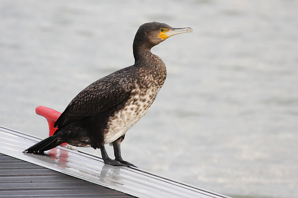 cormorant_2712095507.jpg