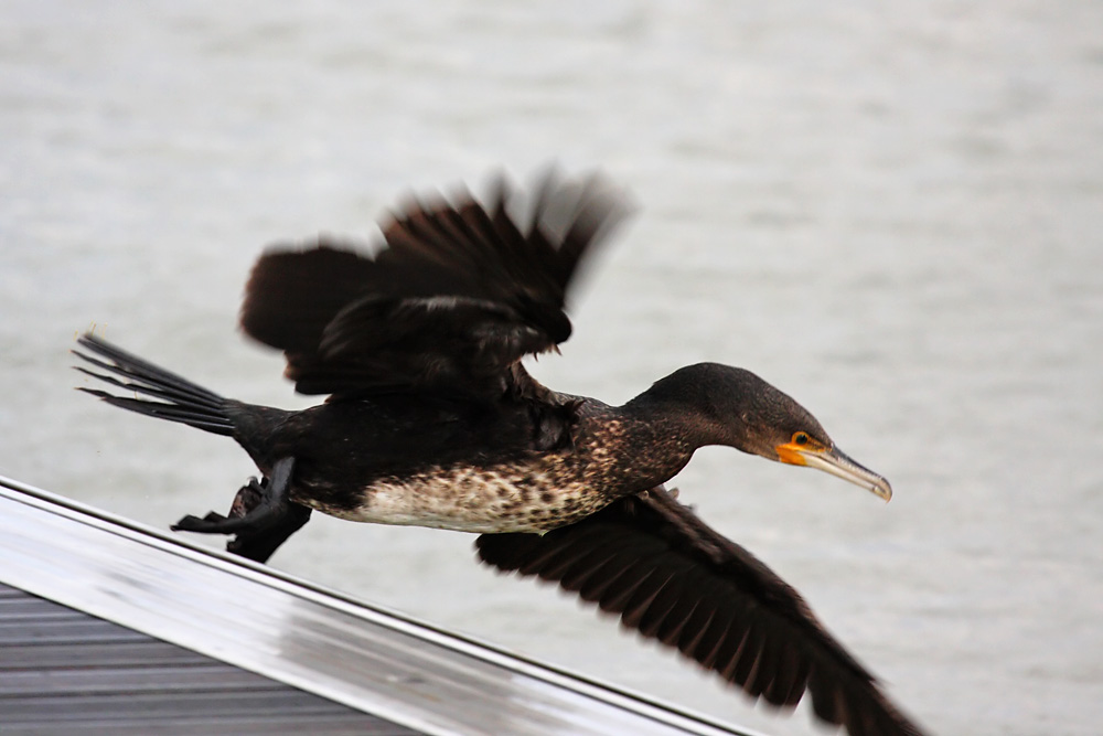 cormorant_2712095517.jpg
