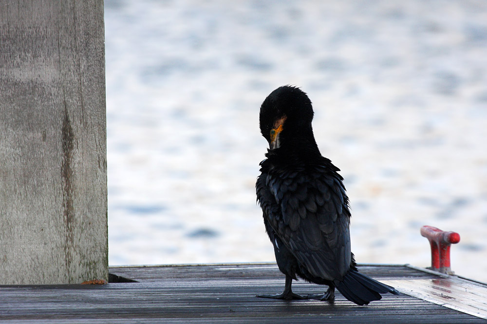 cormorant_2712095595.jpg